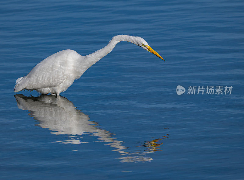 大白鹭(Ardea alba)，也被称为普通白鹭，大白鹭，或(在旧大陆)大白白鹭或大白鹭是一种大型，广泛分布的白鹭。在加州索诺玛县的博德加湾捕鱼。Pelecaniformes